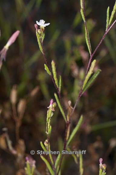 gayophytum racemosum 6 graphic